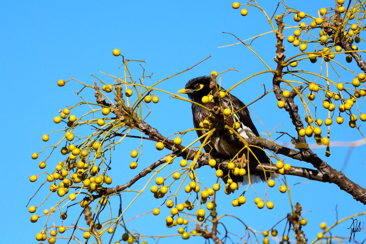 Common Myna - ML622059780