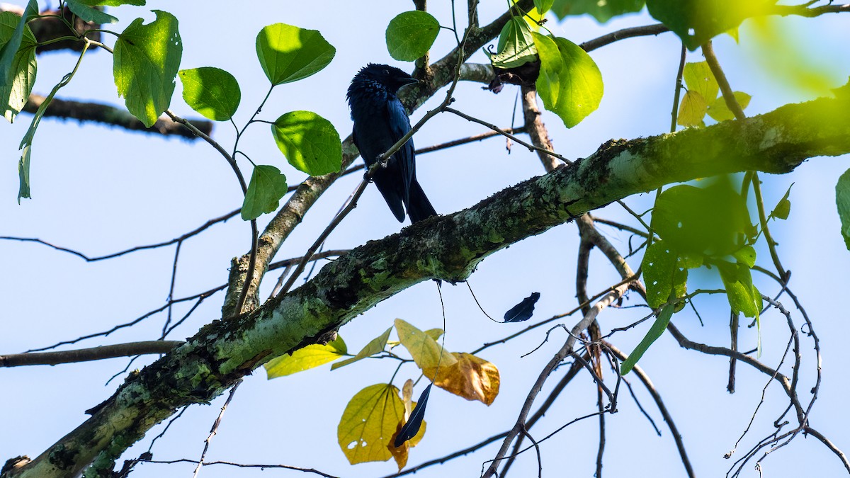 Lesser Racket-tailed Drongo - ML622059781