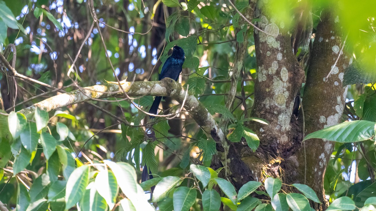 Lesser Racket-tailed Drongo - ML622059782