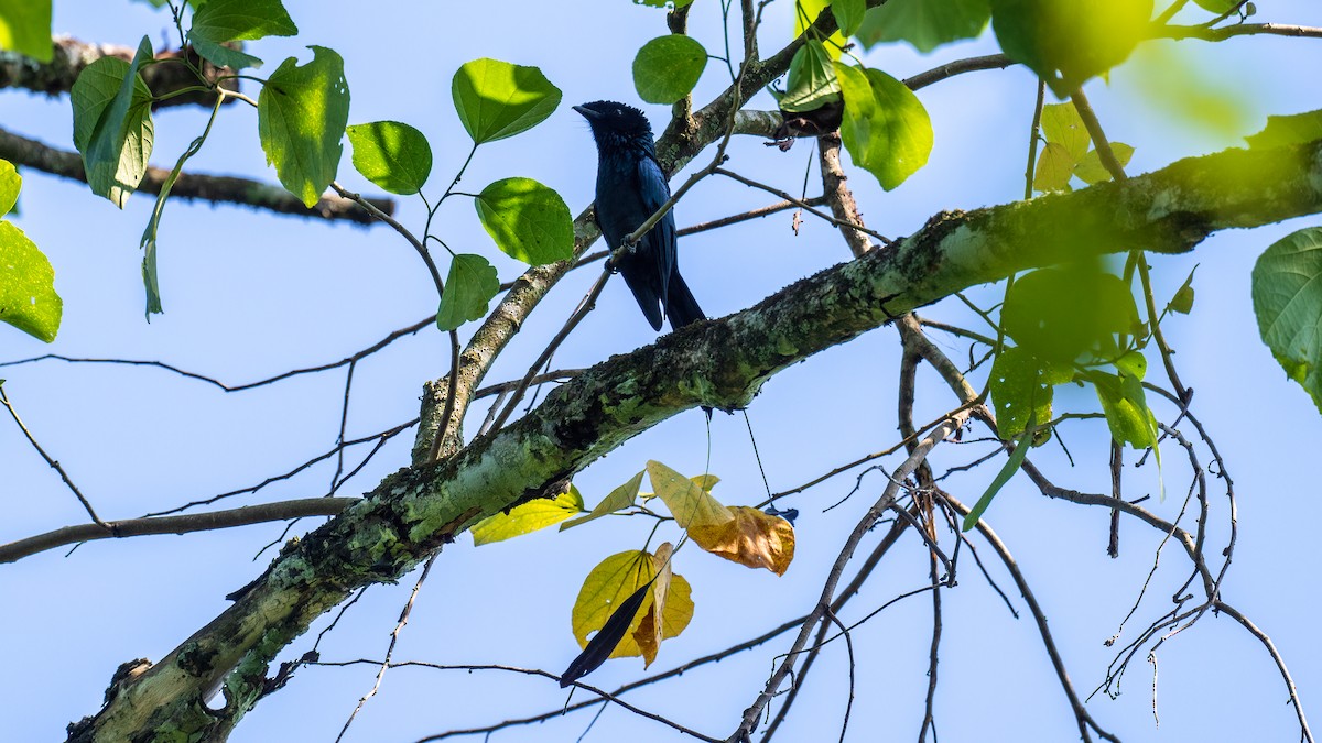 Lesser Racket-tailed Drongo - ML622059783