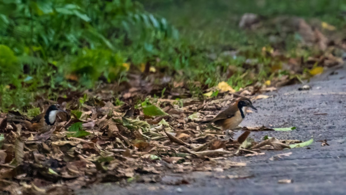 Greater Necklaced Laughingthrush - ML622059786