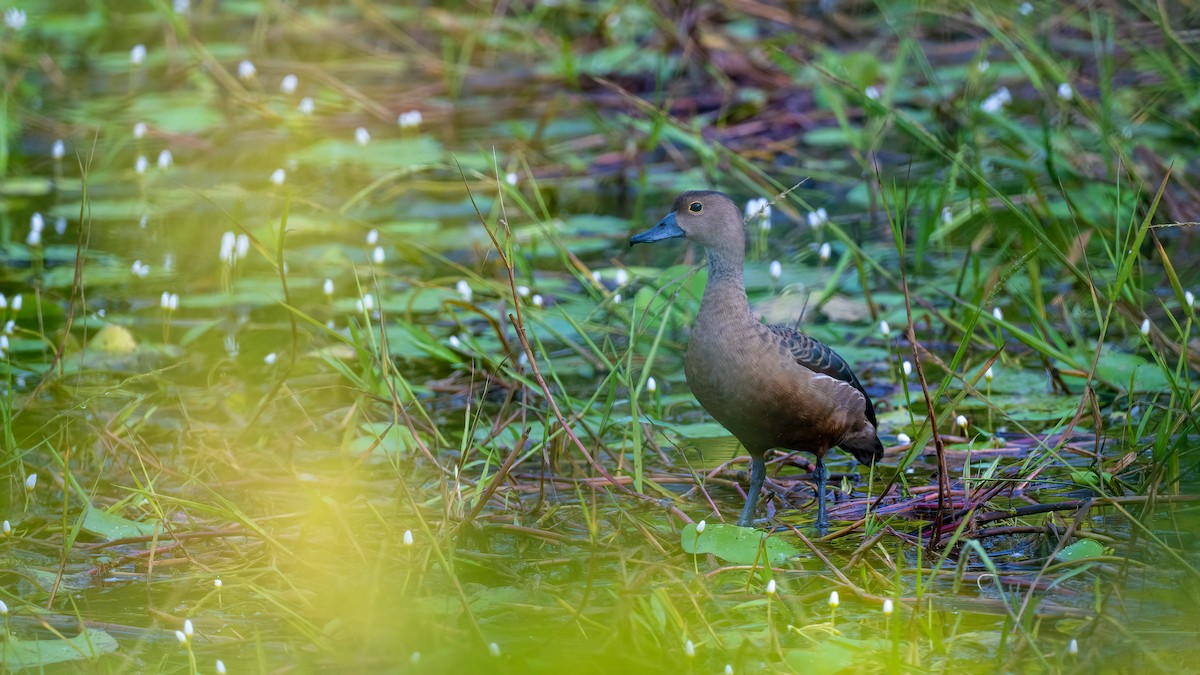 Lesser Whistling-Duck - ML622059789