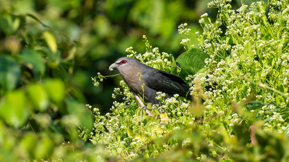 Green-billed Malkoha - ML622059793