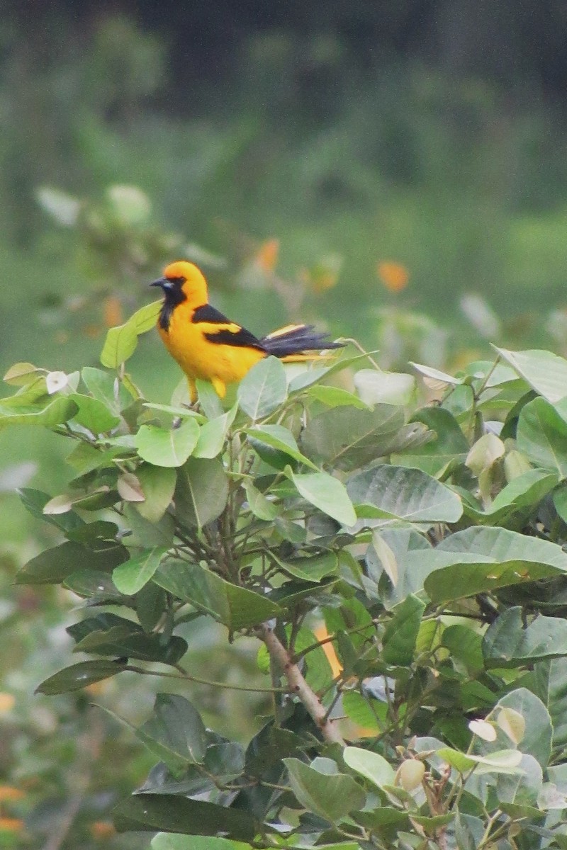 Yellow-tailed Oriole - ML622059794