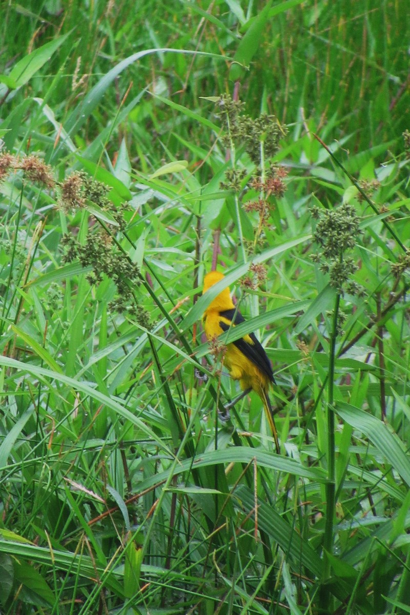 Yellow-tailed Oriole - ML622059795