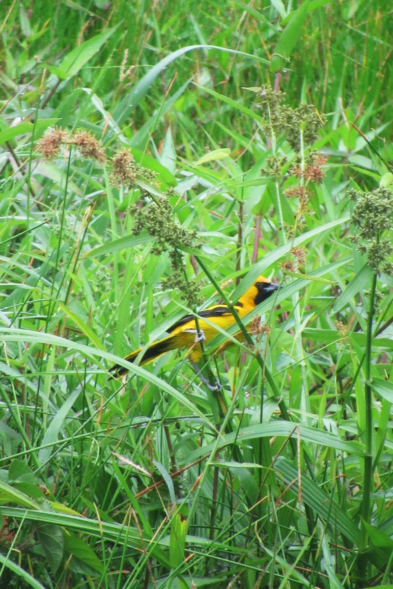 Yellow-tailed Oriole - ML622059796