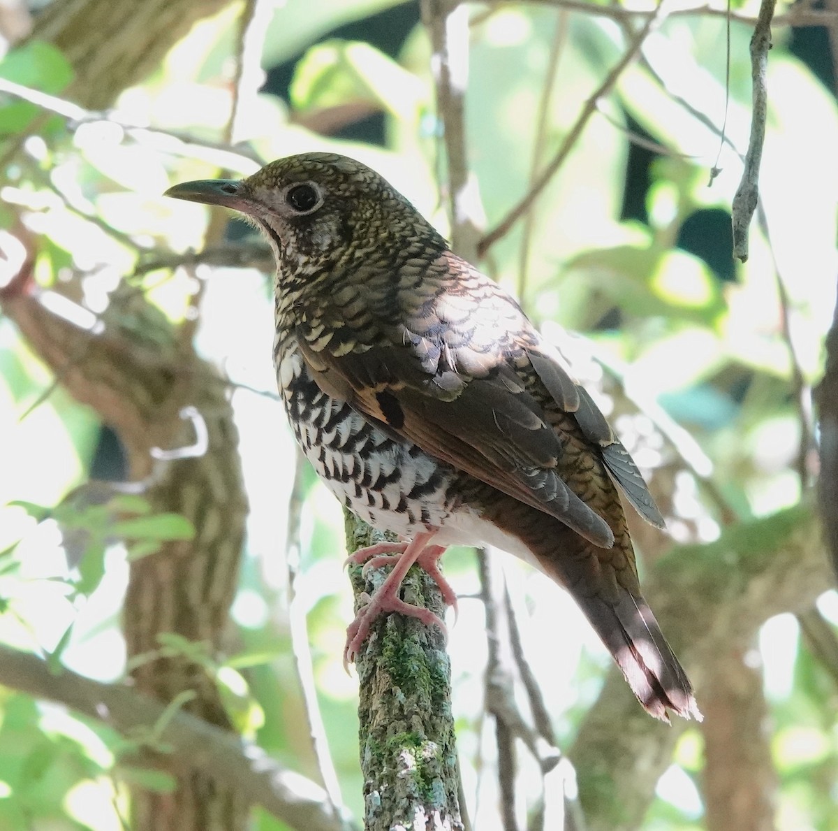 Russet-tailed Thrush - ML622059833