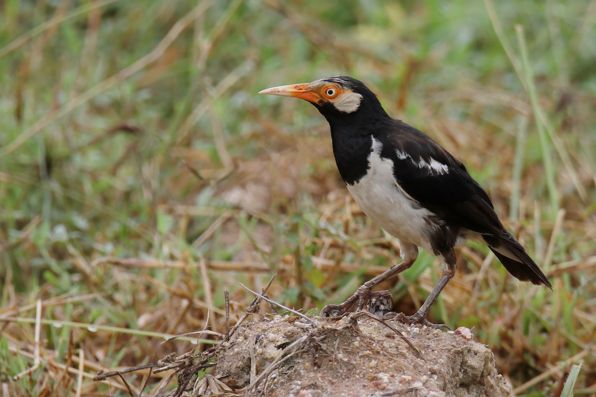 Siamese Pied Starling - ML622059866