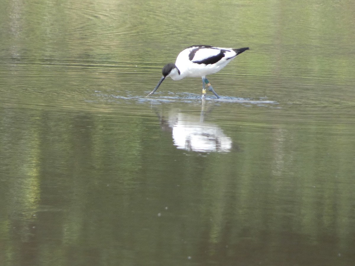 Avocette élégante - ML622059868