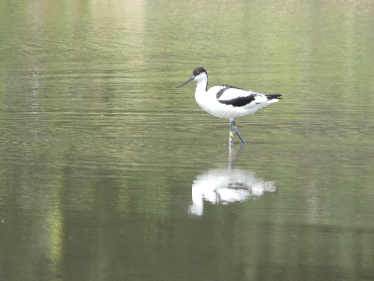 Avocette élégante - ML622059869