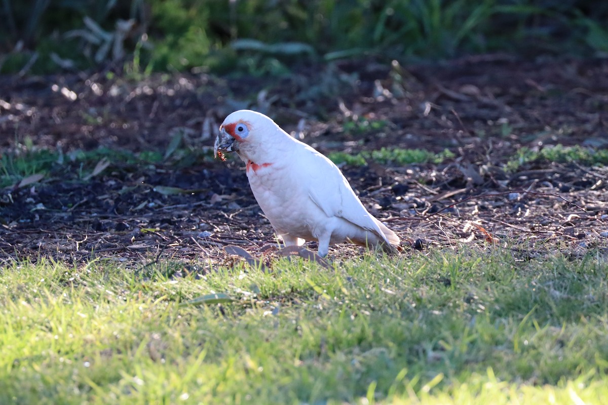 Long-billed Corella - Daniel Farchione