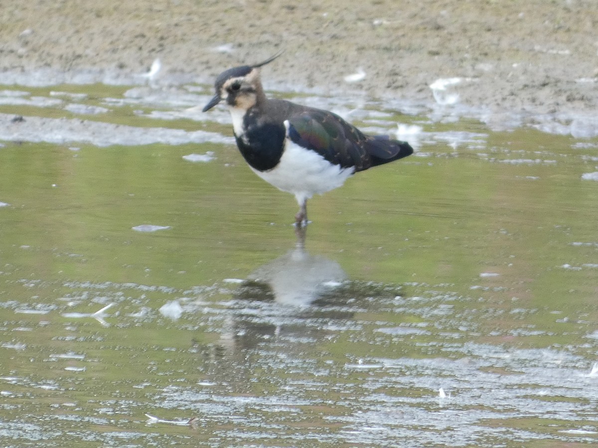 Northern Lapwing - Mike Tuer