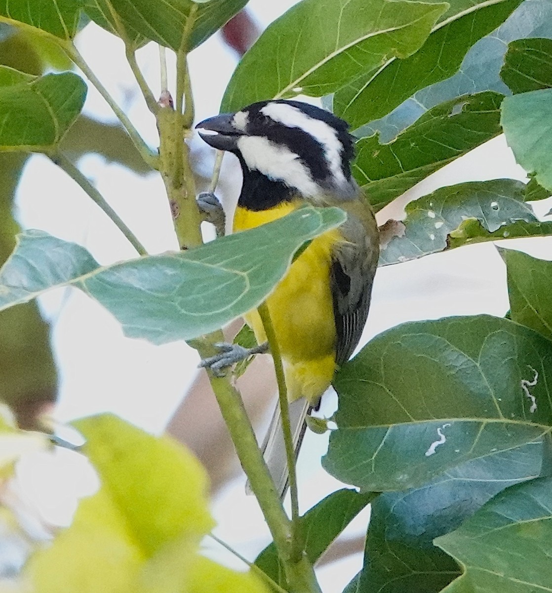 Eastern Shrike-tit - ML622059879