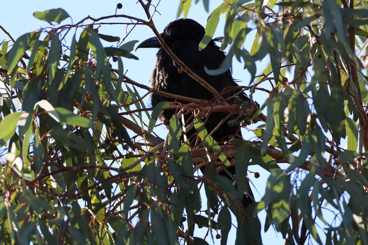 Petit Corbeau - ML622059884