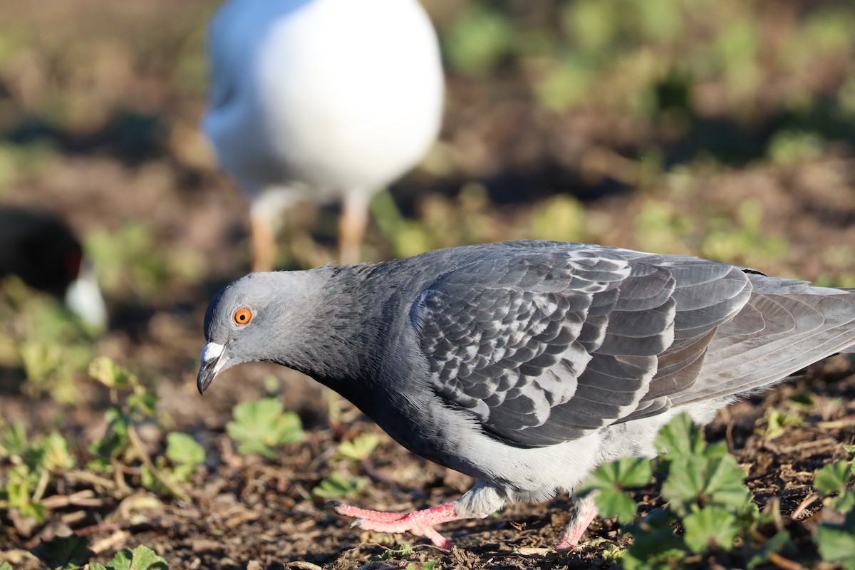 Rock Pigeon (Feral Pigeon) - ML622059894