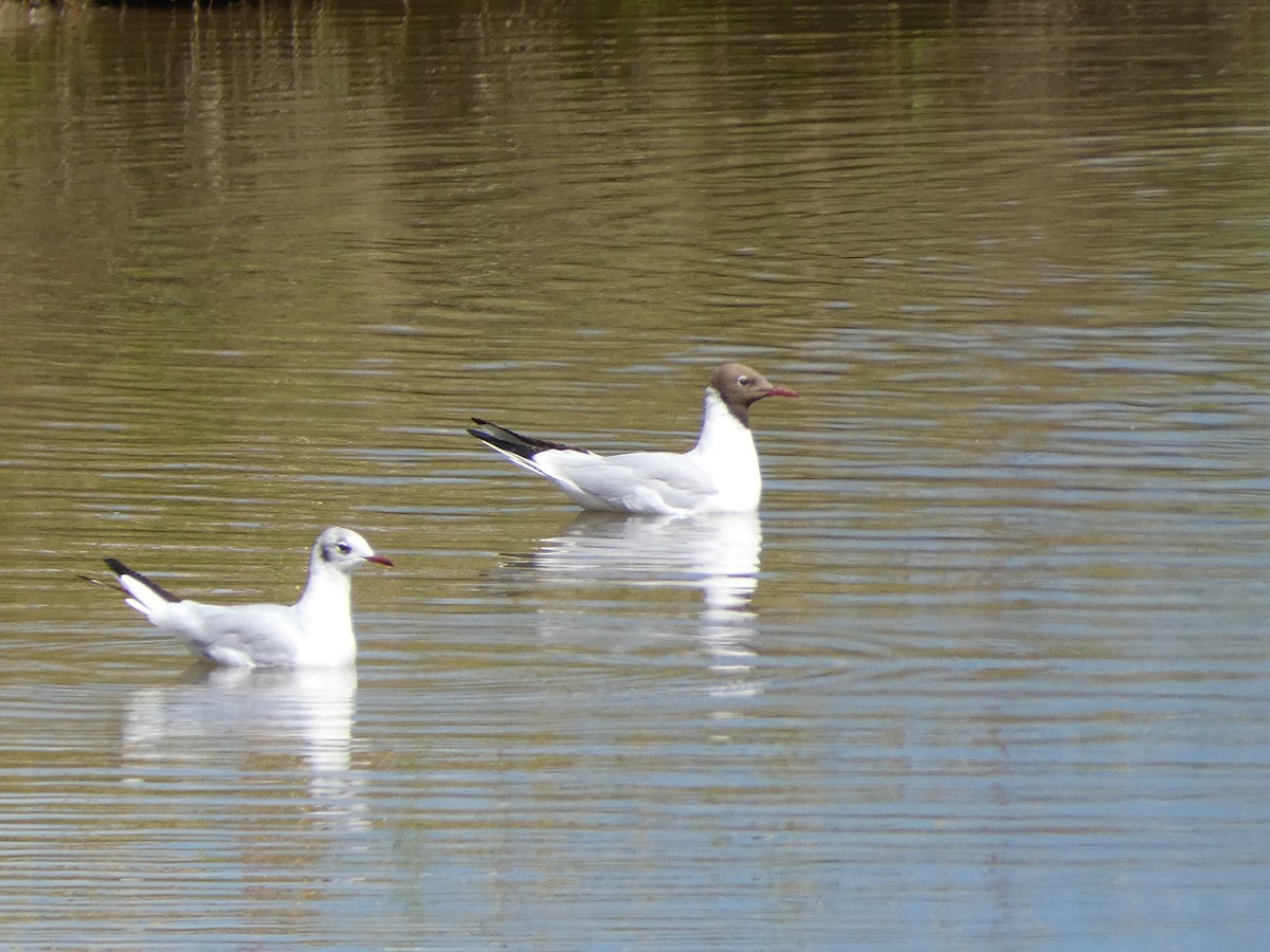 Mouette rieuse - ML622059895