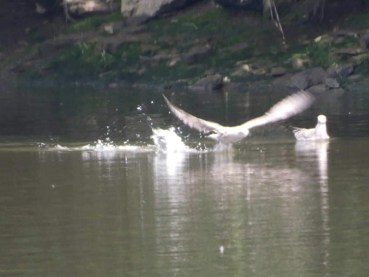 Mouette rieuse - ML622059897