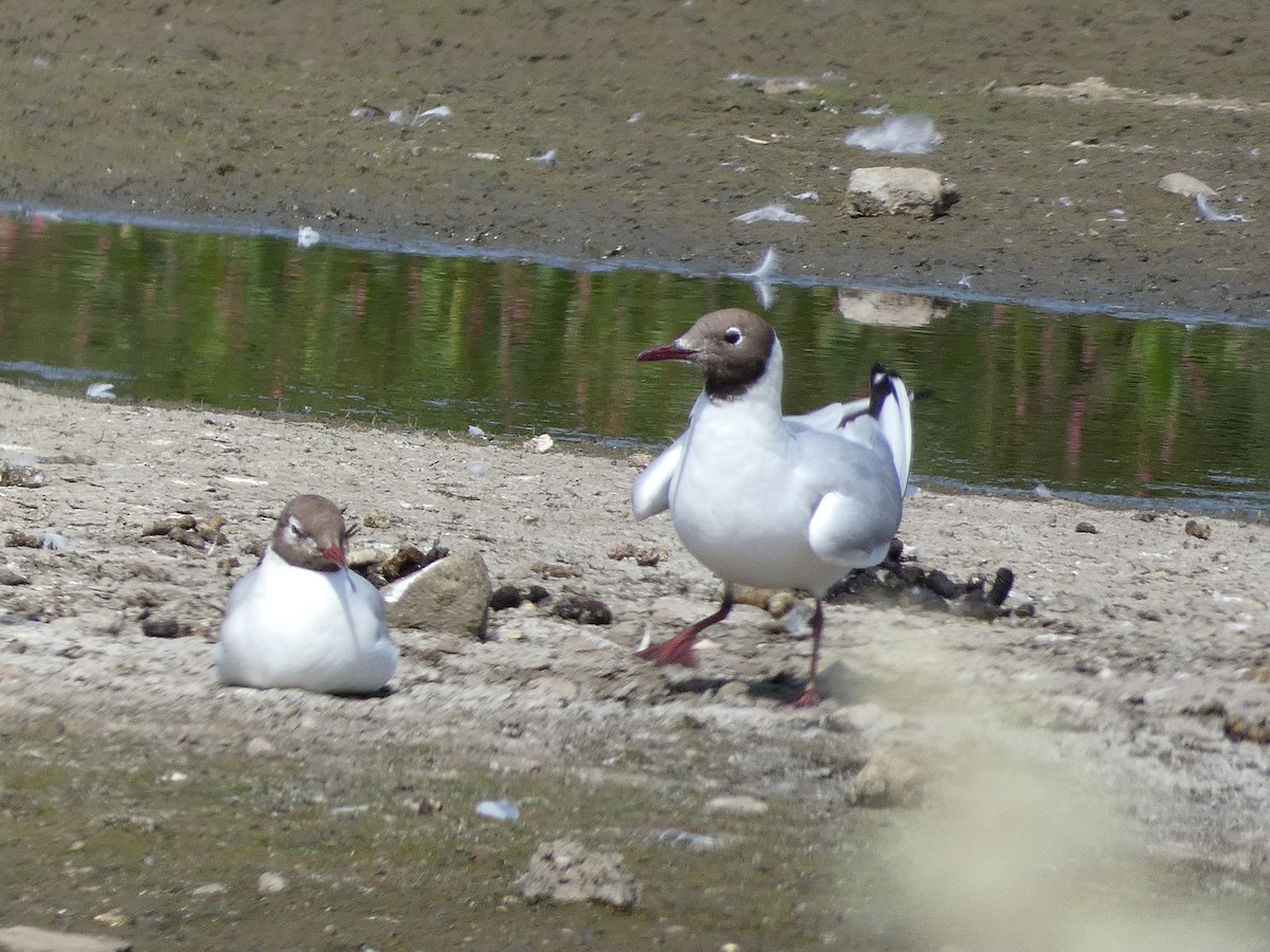 Mouette rieuse - ML622059898