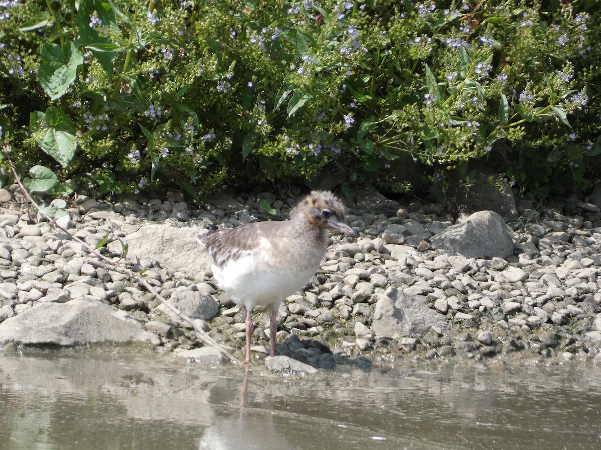 Mouette rieuse - ML622059899