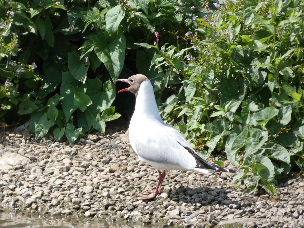 Mouette rieuse - ML622059900