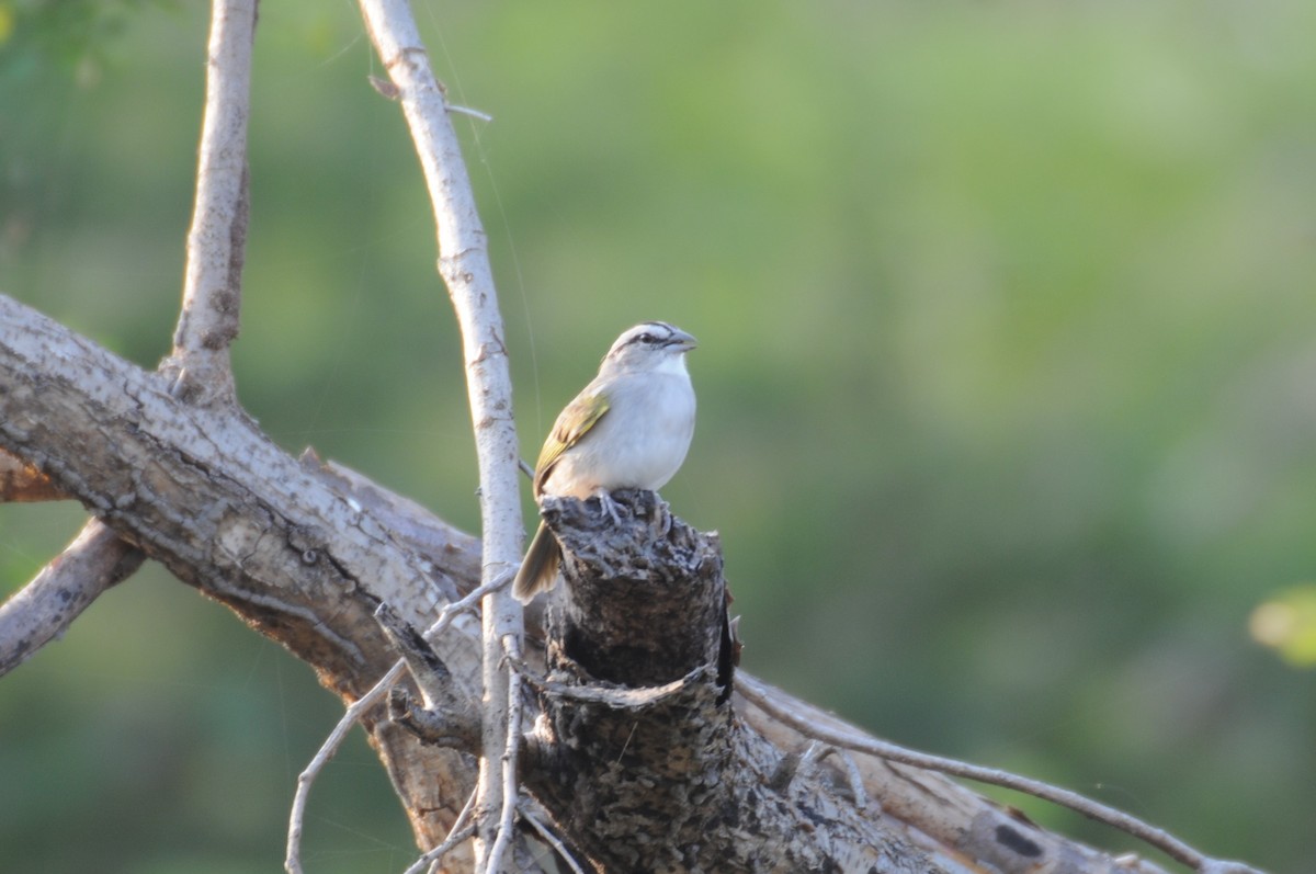 Tocuyo Sparrow - ML622059953