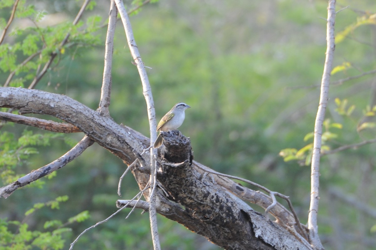 Tocuyo Sparrow - ML622059954