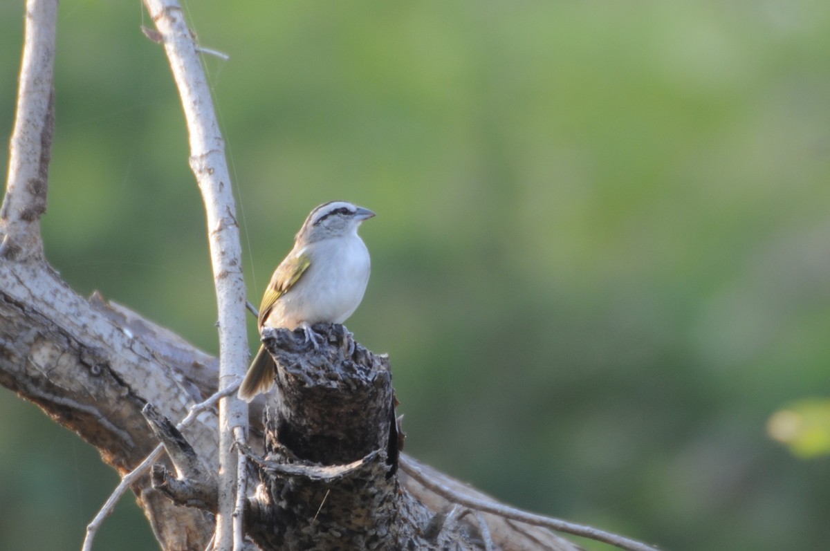 Tocuyo Sparrow - ML622059955