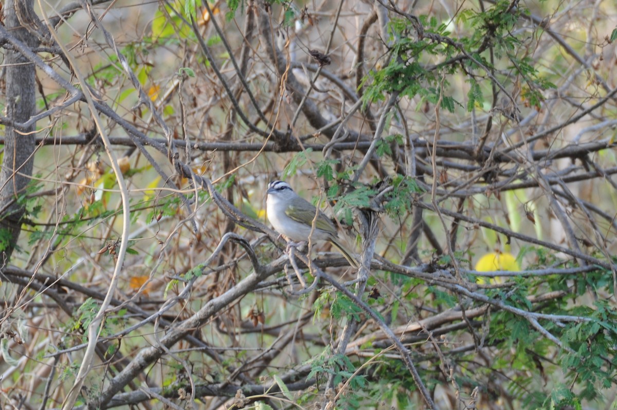 Tocuyo Sparrow - ML622059956