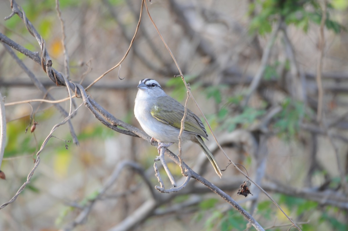 Tocuyo Sparrow - ML622059957