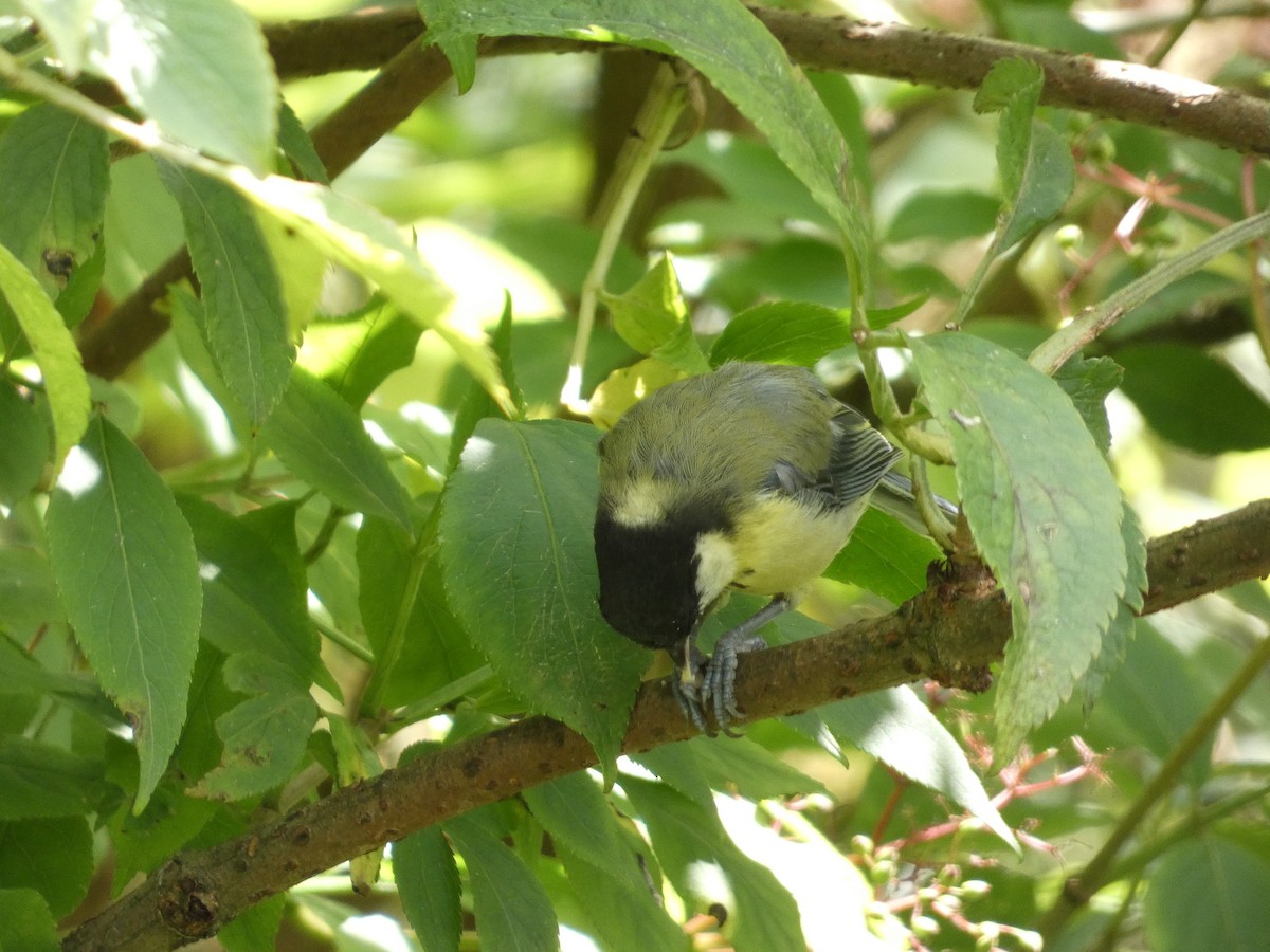 Great Tit - ML622059966