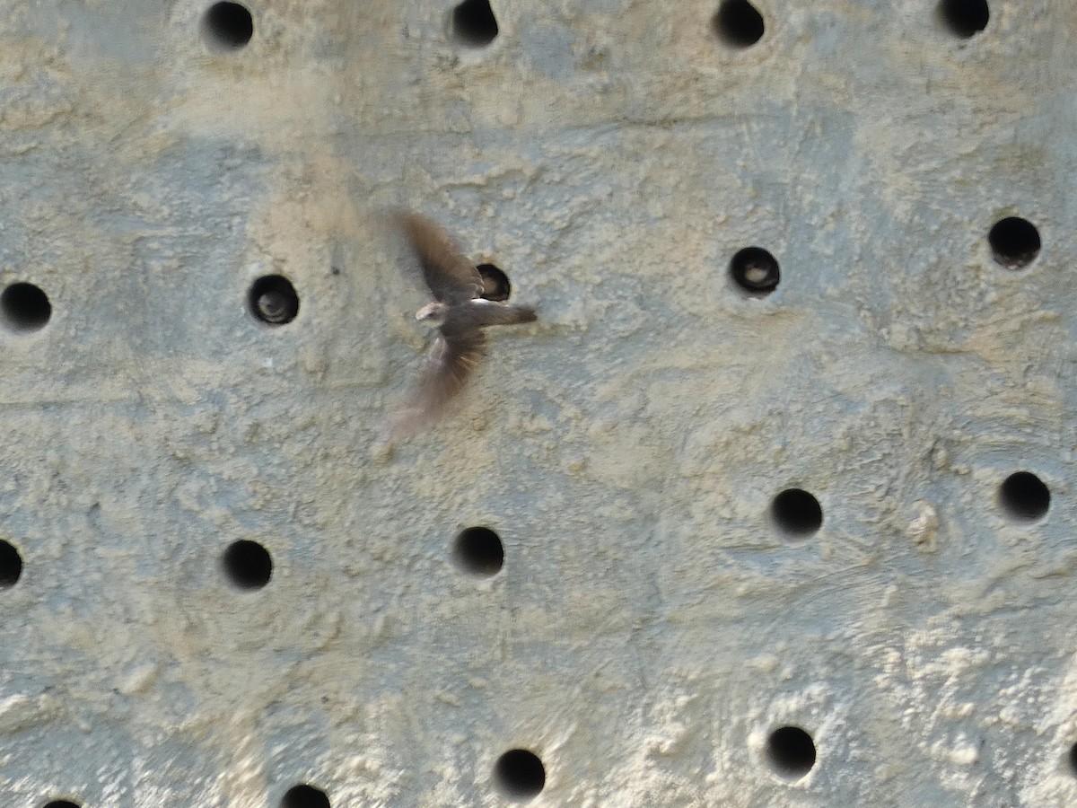 Bank Swallow - ML622059969