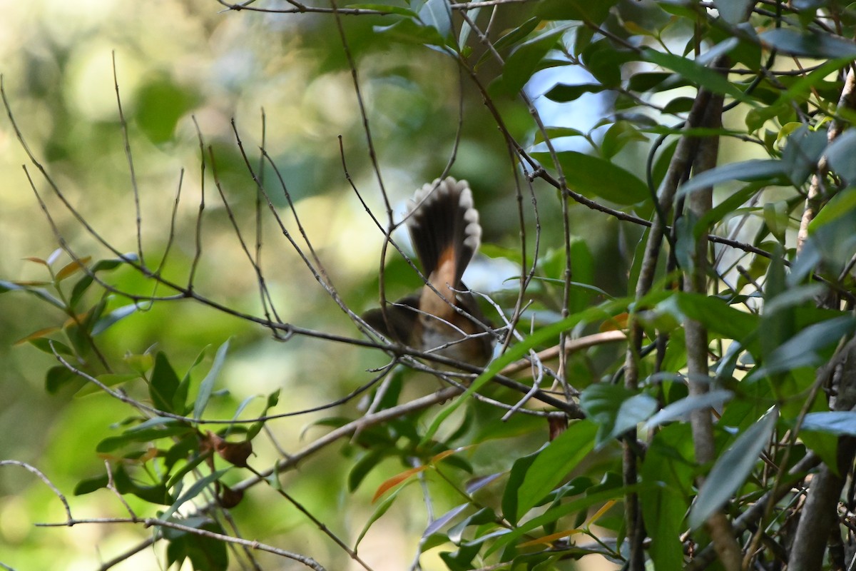 Australian Rufous Fantail - ML622059977