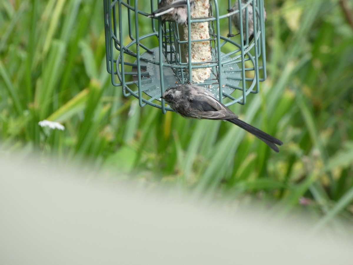 Long-tailed Tit - ML622059978