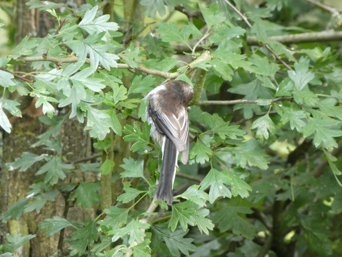 Long-tailed Tit - ML622059979