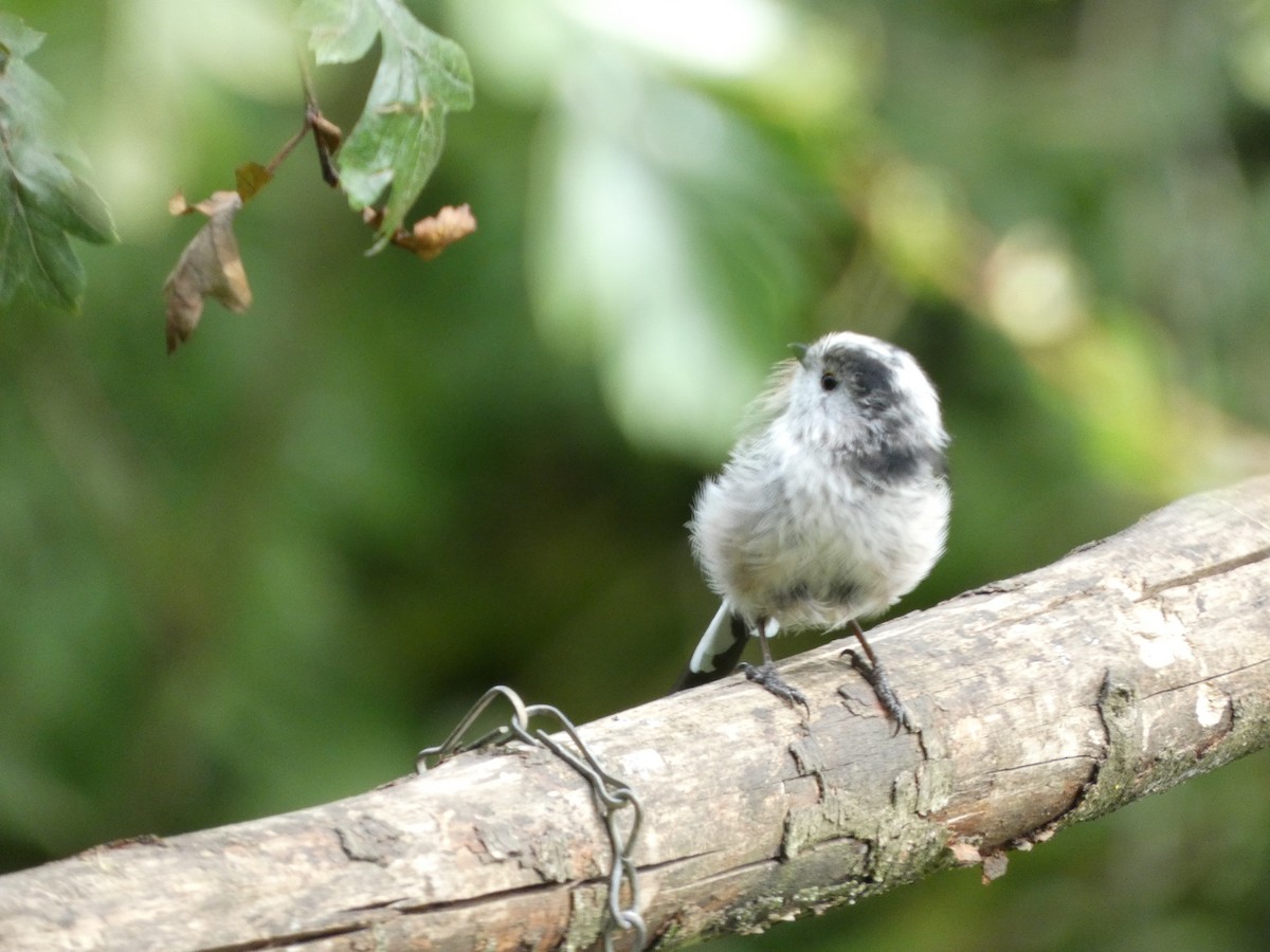 Long-tailed Tit - ML622059980