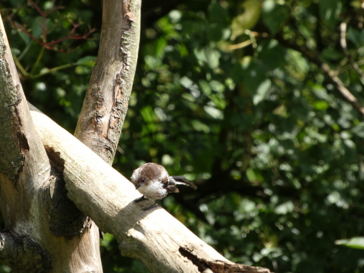 Long-tailed Tit - ML622059981