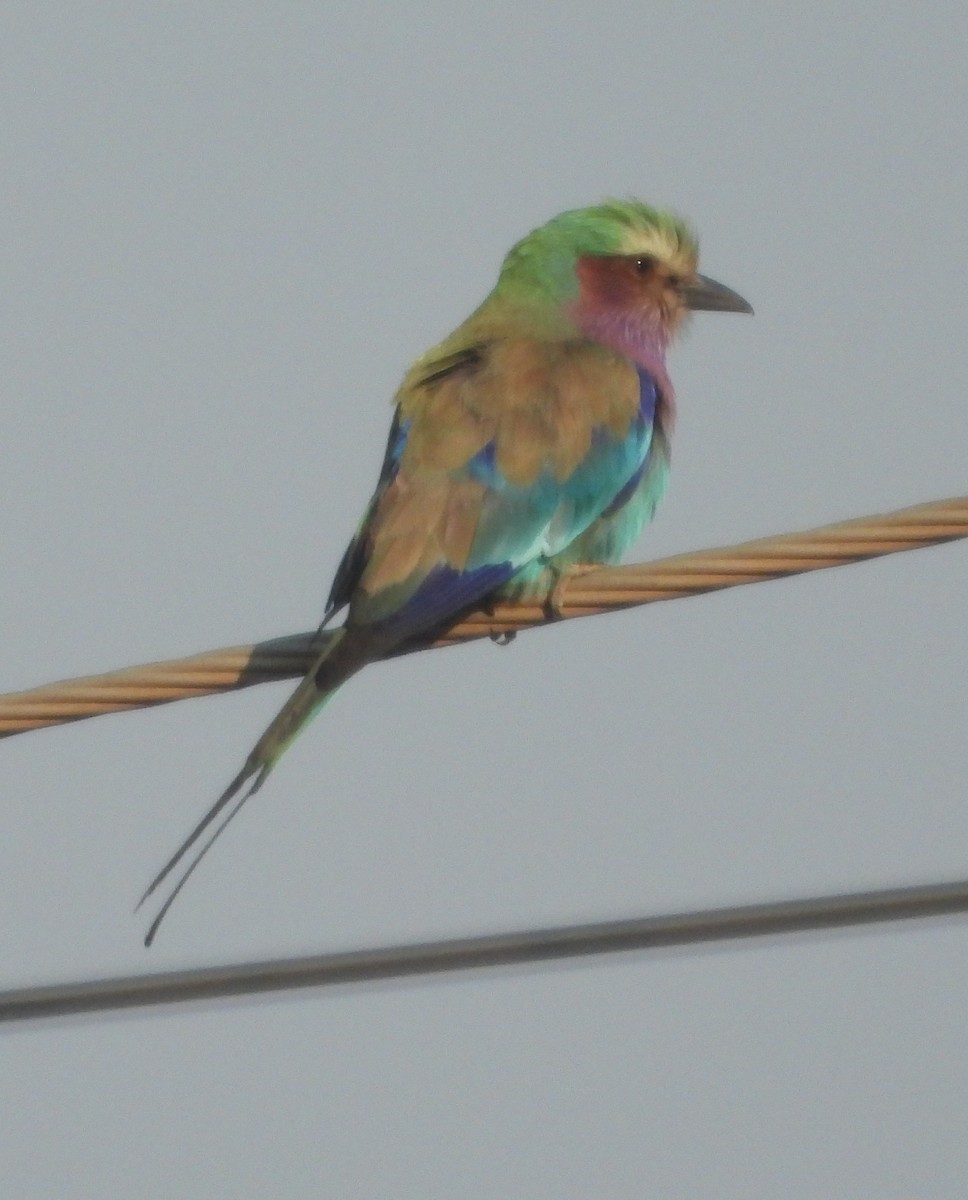 Lilac-breasted Roller - ML622059987