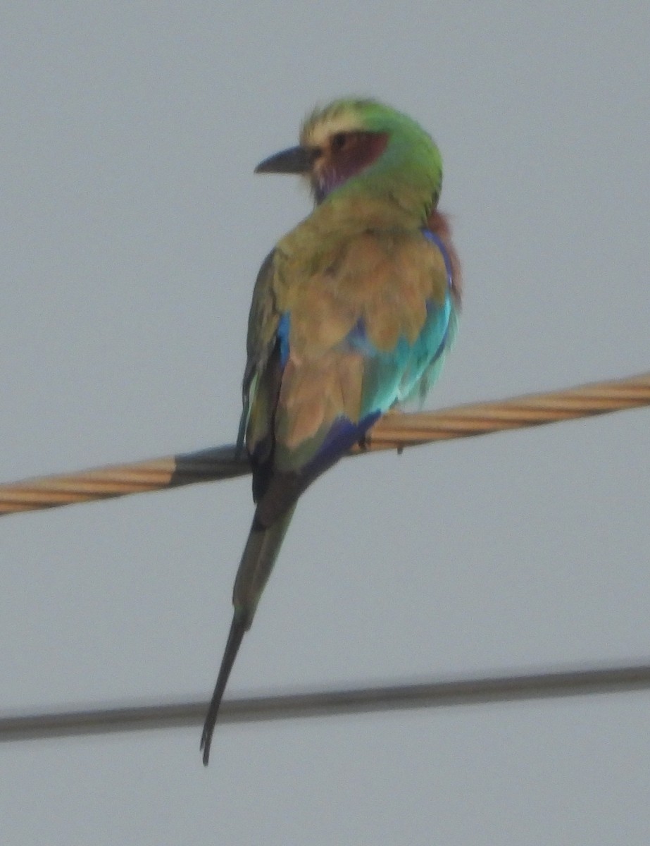 Lilac-breasted Roller - ML622059988