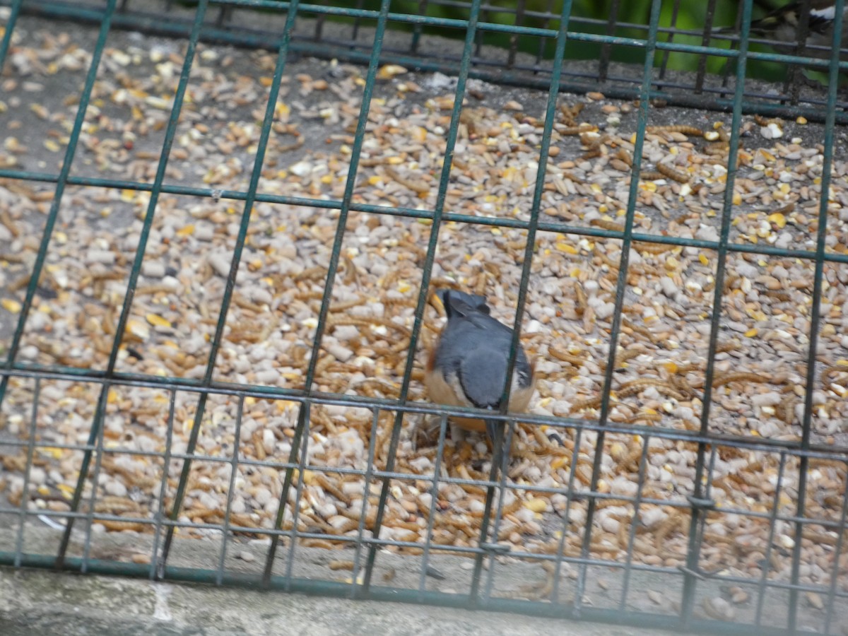 Eurasian Nuthatch - ML622059992