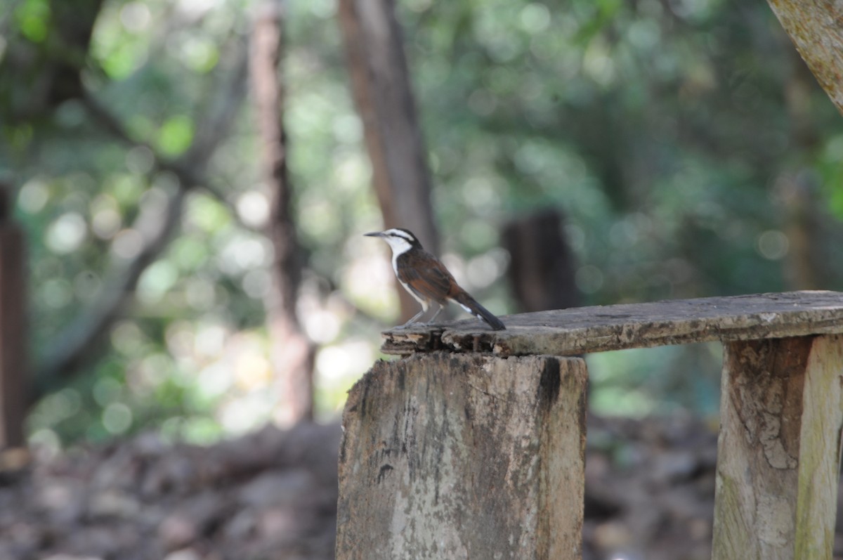 Bicolored Wren - ML622060001