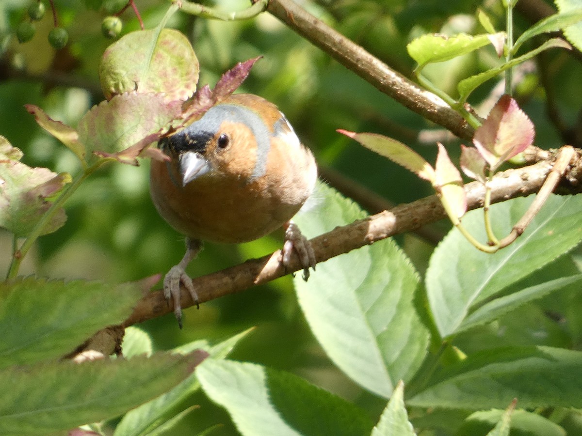 Common Chaffinch - ML622060002