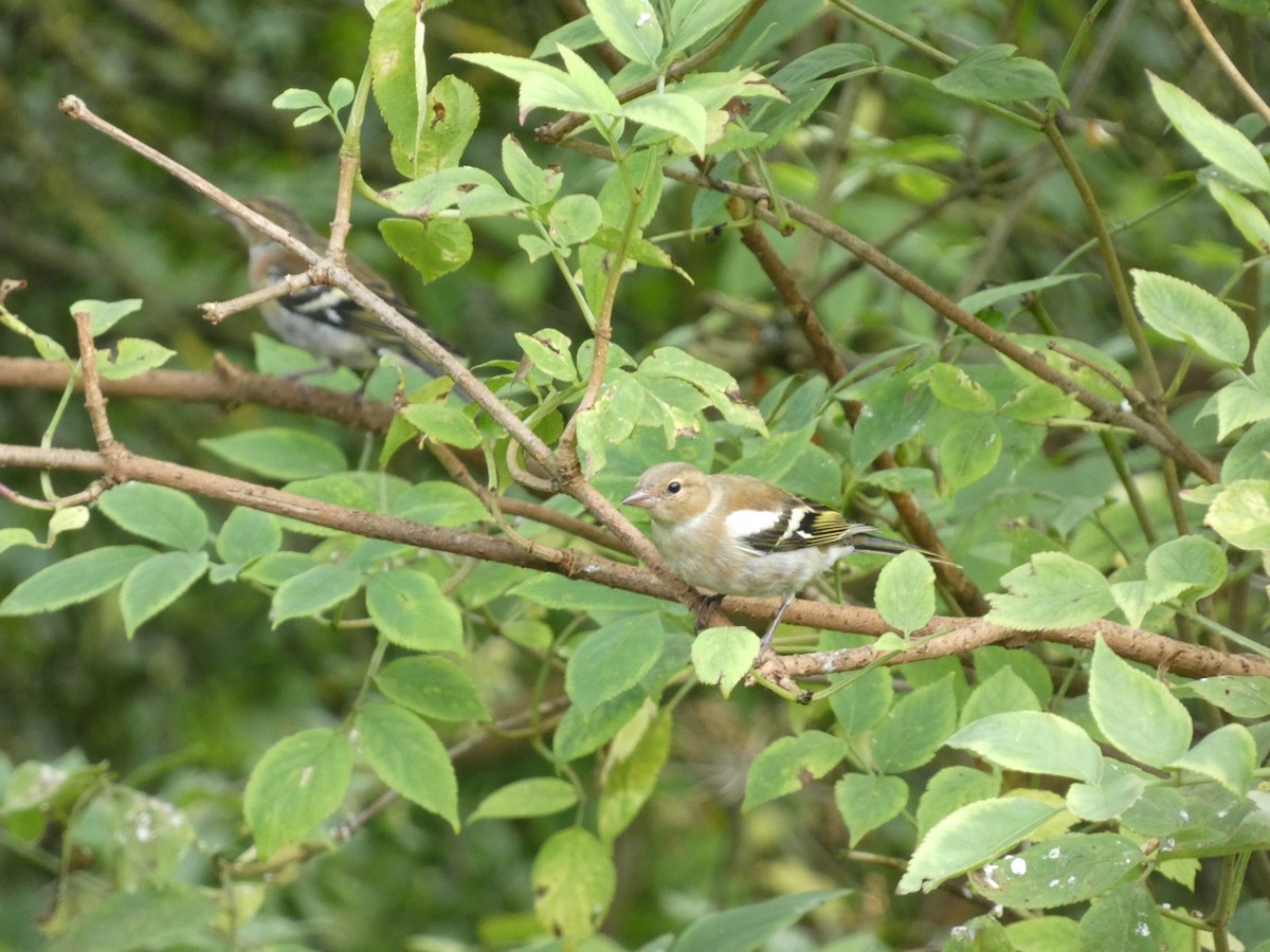 Common Chaffinch - ML622060003