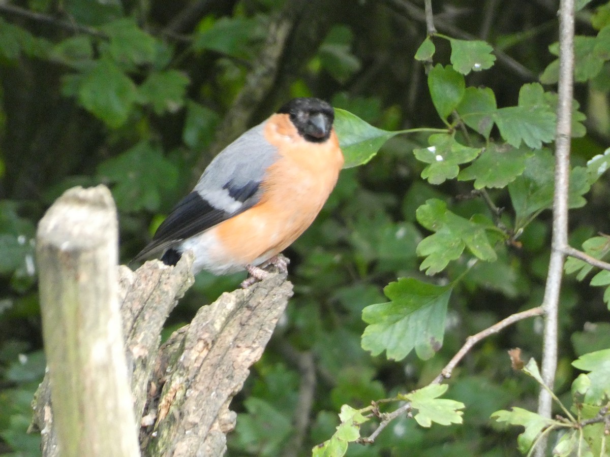 Eurasian Bullfinch - Mike Tuer