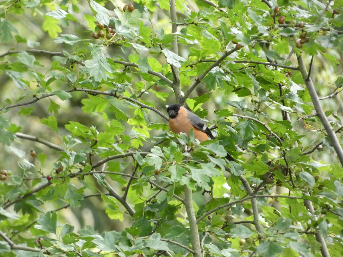 Eurasian Bullfinch - ML622060008