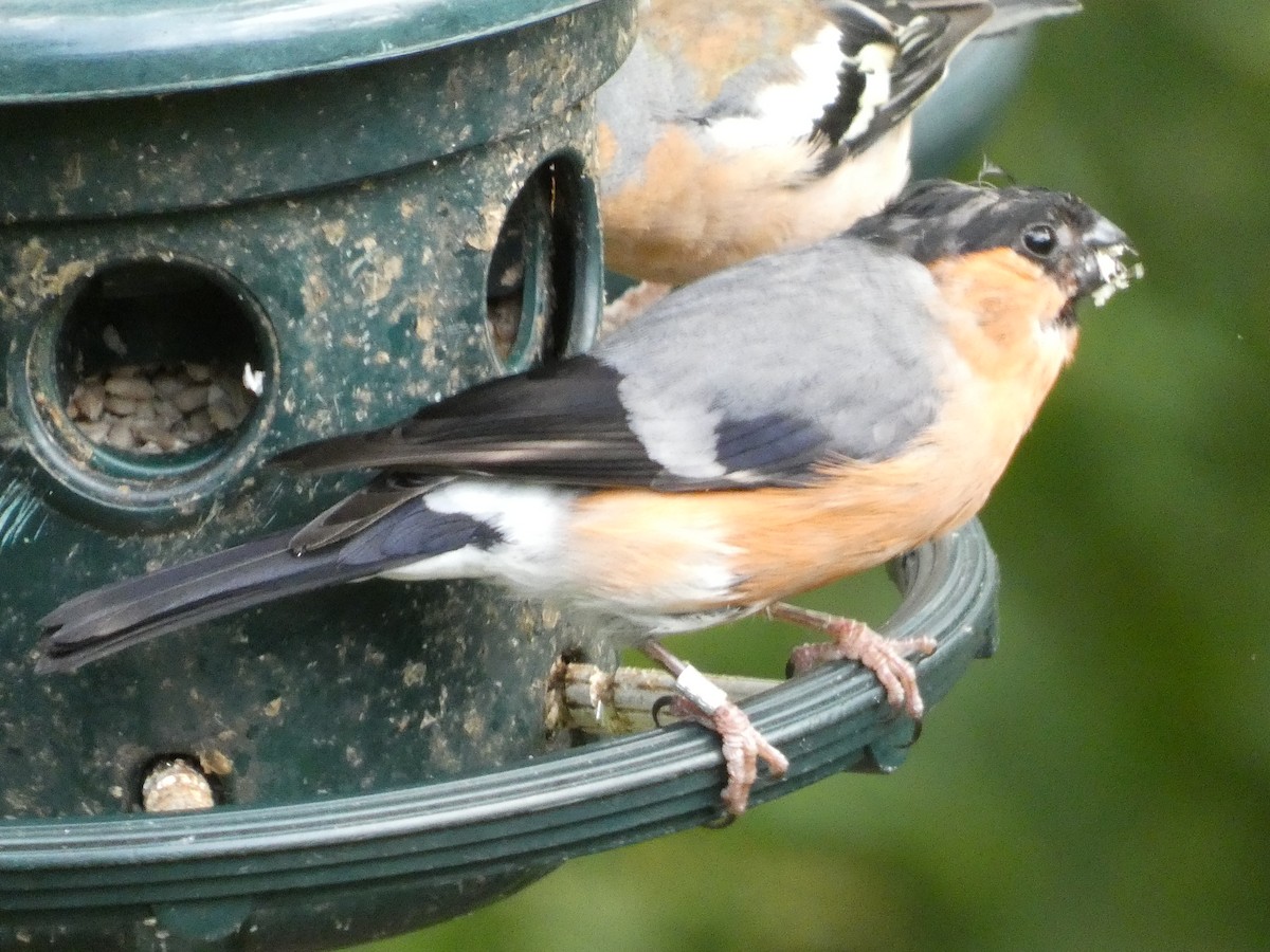 Eurasian Bullfinch - ML622060010