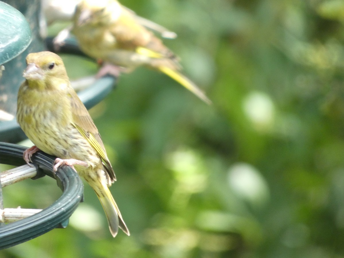 European Greenfinch - ML622060014