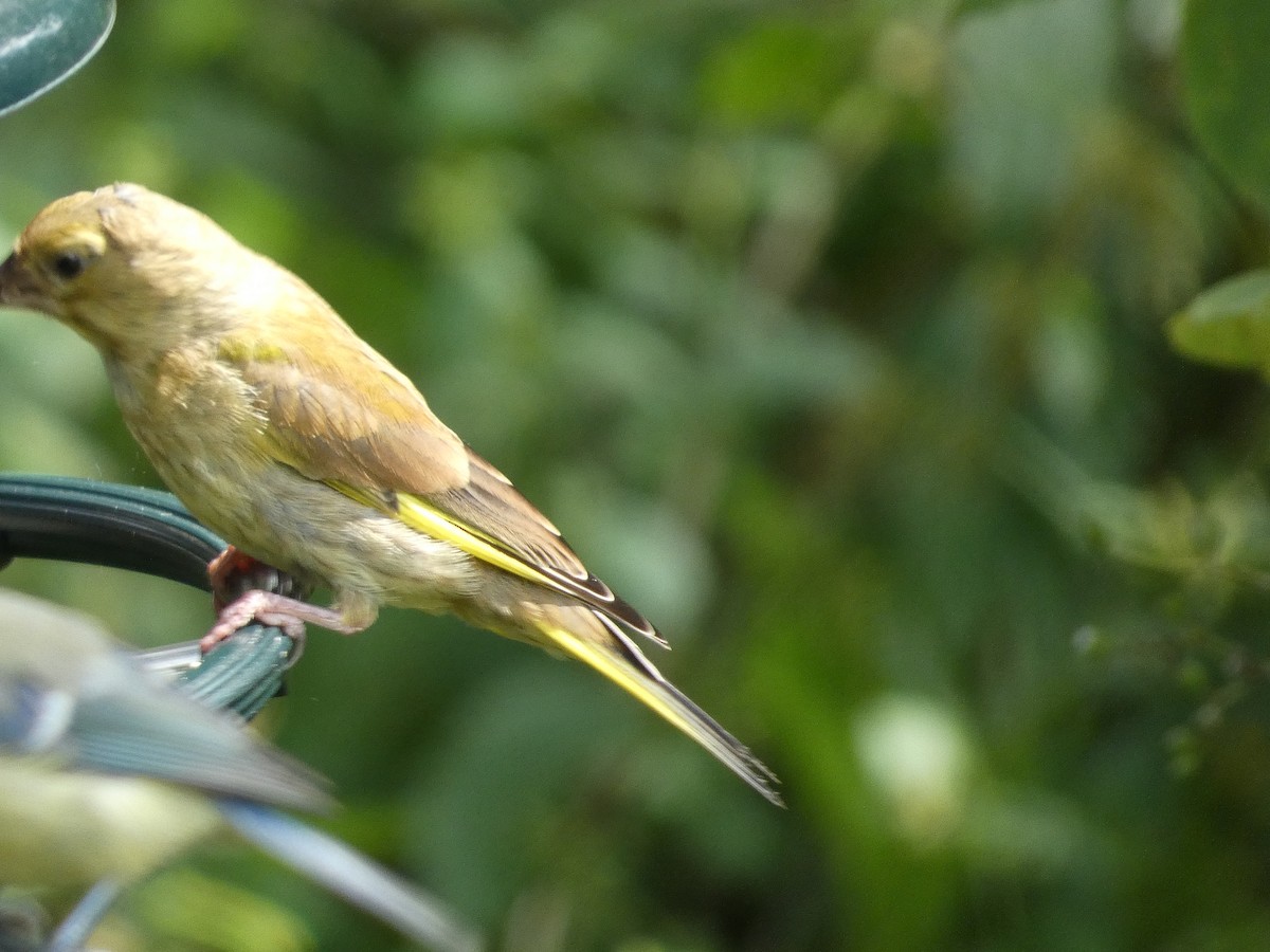 European Greenfinch - Mike Tuer