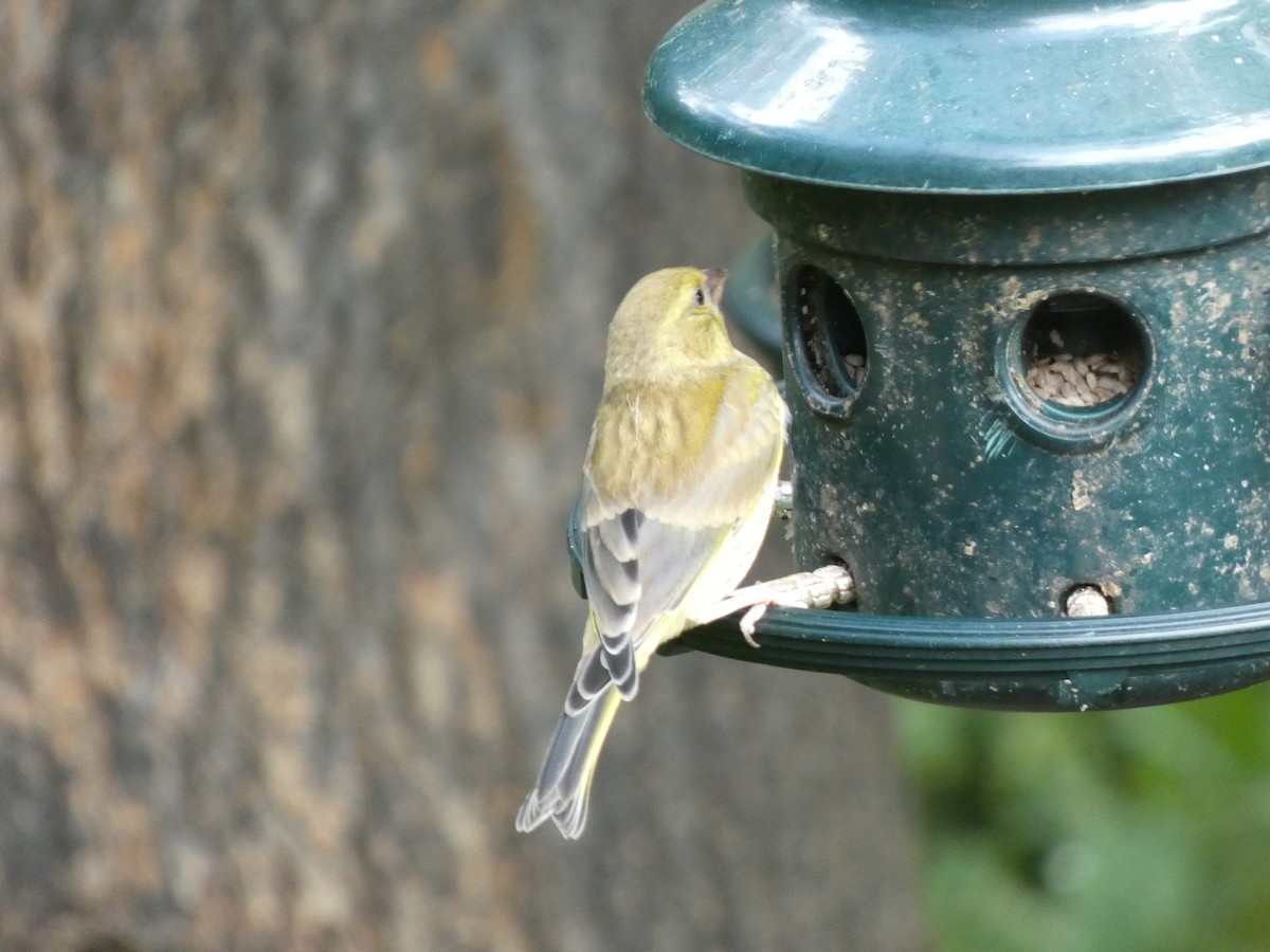 European Greenfinch - ML622060016