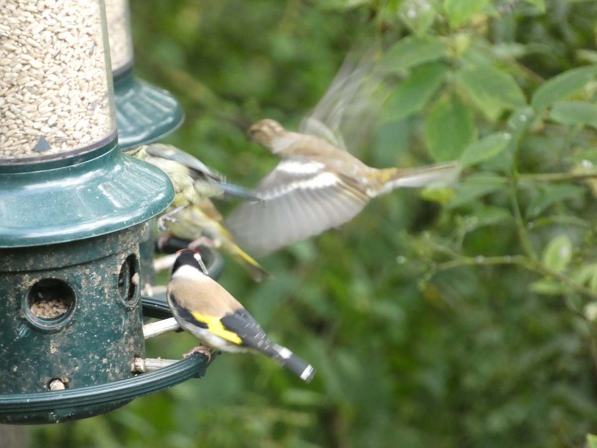 European Goldfinch - Mike Tuer