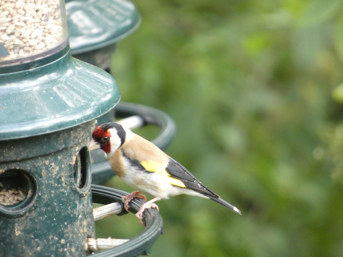 European Goldfinch - ML622060027